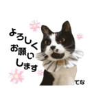 多頭飼育崩壊レスキューにゃんずvol.3（個別スタンプ：25）
