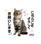 多頭飼育崩壊レスキューにゃんずvol.3（個別スタンプ：27）