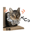 多頭飼育崩壊レスキューにゃんずvol.3（個別スタンプ：28）