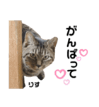多頭飼育崩壊レスキューにゃんずvol.3（個別スタンプ：29）