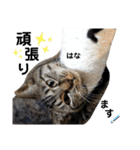多頭飼育崩壊レスキューにゃんずvol.3（個別スタンプ：31）