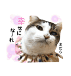 多頭飼育崩壊レスキューにゃんずvol.3（個別スタンプ：32）