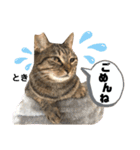 多頭飼育崩壊レスキューにゃんずvol.3（個別スタンプ：33）