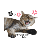 多頭飼育崩壊レスキューにゃんずvol.3（個別スタンプ：34）