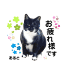 多頭飼育崩壊レスキューにゃんずvol.3（個別スタンプ：35）
