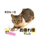 多頭飼育崩壊レスキューにゃんずvol.3（個別スタンプ：36）