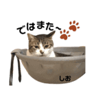 多頭飼育崩壊レスキューにゃんずvol.3（個別スタンプ：37）
