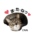 多頭飼育崩壊レスキューにゃんずvol.3（個別スタンプ：38）