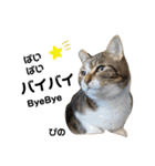 多頭飼育崩壊レスキューにゃんずvol.3（個別スタンプ：39）
