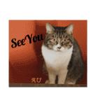 多頭飼育崩壊レスキューにゃんずvol.3（個別スタンプ：40）