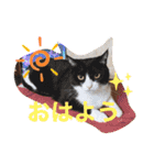 3匹のハチワレ猫ちゃん（個別スタンプ：1）