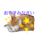 3匹のハチワレ猫ちゃん（個別スタンプ：5）