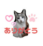 3匹のハチワレ猫ちゃん（個別スタンプ：6）