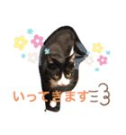 3匹のハチワレ猫ちゃん（個別スタンプ：8）