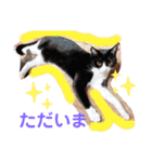 3匹のハチワレ猫ちゃん（個別スタンプ：10）