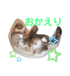 3匹のハチワレ猫ちゃん（個別スタンプ：11）