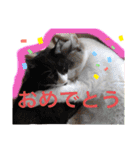 3匹のハチワレ猫ちゃん（個別スタンプ：13）