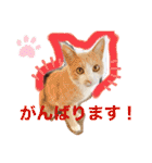 3匹のハチワレ猫ちゃん（個別スタンプ：16）