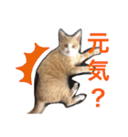 3匹のハチワレ猫ちゃん（個別スタンプ：19）