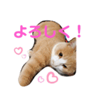 3匹のハチワレ猫ちゃん（個別スタンプ：21）