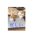 3匹のハチワレ猫ちゃん（個別スタンプ：24）