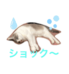 3匹のハチワレ猫ちゃん（個別スタンプ：31）