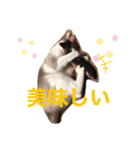 3匹のハチワレ猫ちゃん（個別スタンプ：32）