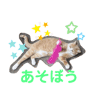 3匹のハチワレ猫ちゃん（個別スタンプ：33）