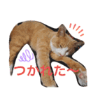 3匹のハチワレ猫ちゃん（個別スタンプ：34）