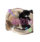 3匹のハチワレ猫ちゃん（個別スタンプ：35）