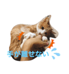 3匹のハチワレ猫ちゃん（個別スタンプ：36）