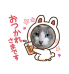 3匹のハチワレ猫ちゃん（個別スタンプ：38）