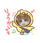 3匹のハチワレ猫ちゃん（個別スタンプ：39）