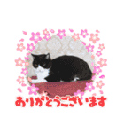 3匹のハチワレ猫ちゃん（個別スタンプ：40）
