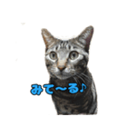 猫のゴウと申します！（個別スタンプ：5）