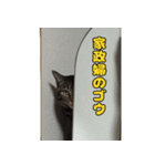 猫のゴウと申します！（個別スタンプ：6）