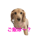 doggiessssssss（個別スタンプ：1）