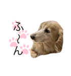 doggiessssssss（個別スタンプ：4）