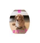 doggiessssssss（個別スタンプ：5）