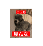 doggiessssssss（個別スタンプ：6）