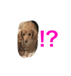 doggiessssssss（個別スタンプ：7）
