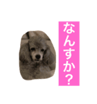 doggiessssssss（個別スタンプ：8）