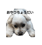 迎賓館前ワンだーらんど♪（個別スタンプ：8）