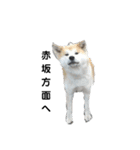 迎賓館前ワンだーらんど♪（個別スタンプ：17）