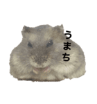 でんねもスタンプ（個別スタンプ：1）
