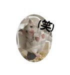 でんねもスタンプ（個別スタンプ：9）