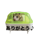 でんねもスタンプ（個別スタンプ：12）