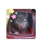 さしゃ（個別スタンプ：7）