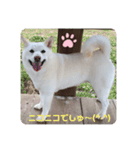 ❤️ぴょちでしゅ❤️（個別スタンプ：1）