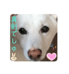 ❤️ぴょちでしゅ❤️（個別スタンプ：2）